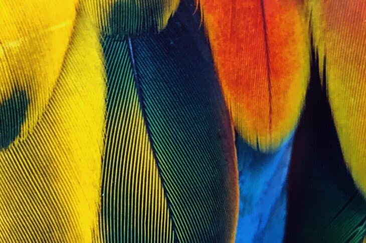 Rainbow feathers