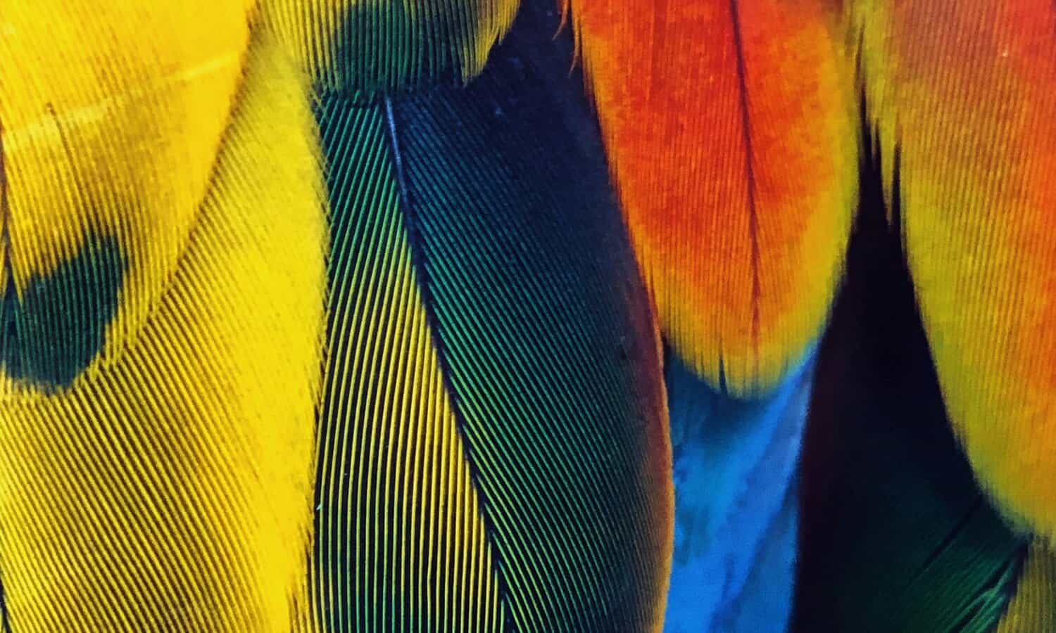 Rainbow feathers