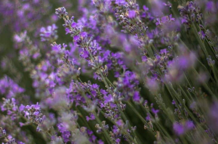 Lavendar